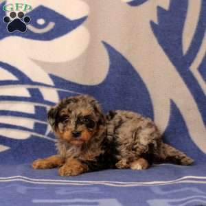 Emma, Mini Bernedoodle Puppy